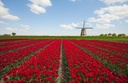 Nederlands 1F