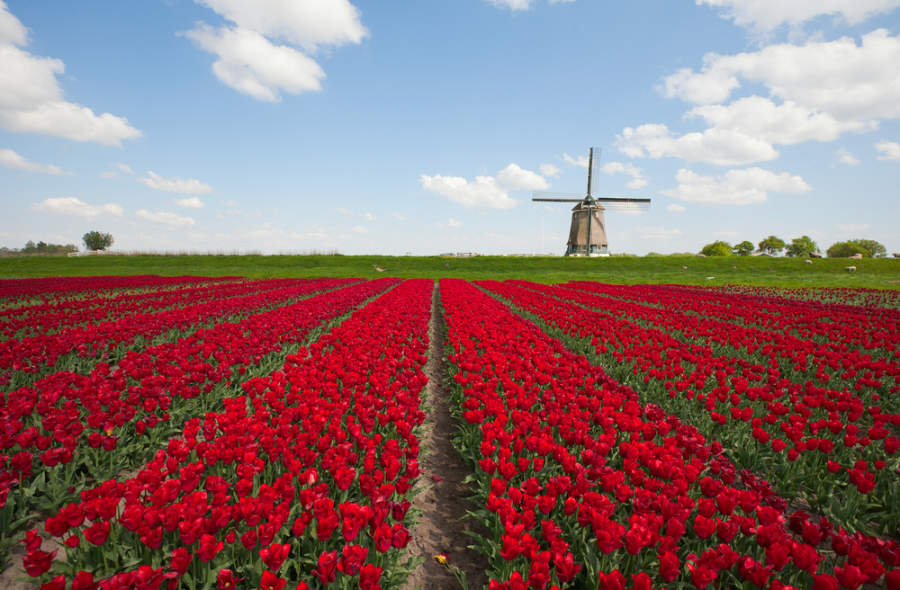 Nederlands 1F